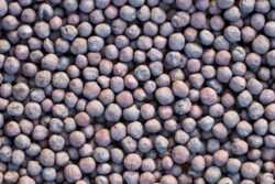 PELLET